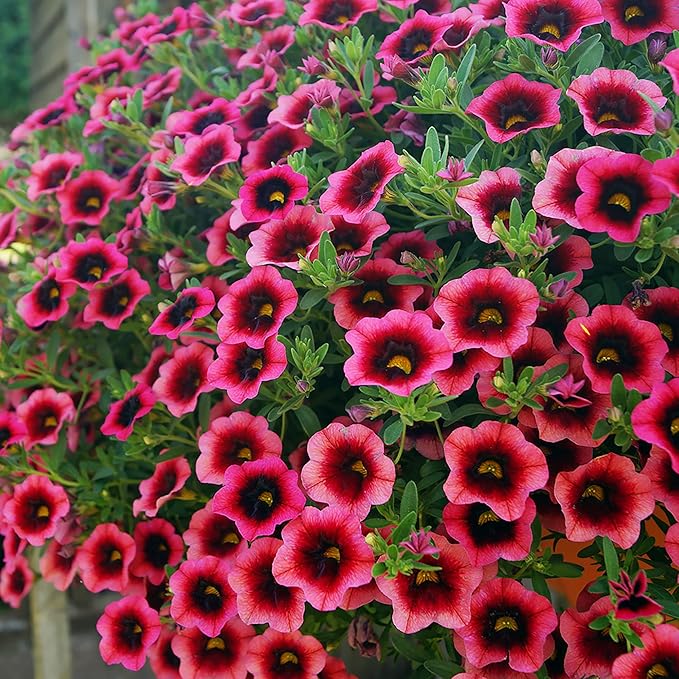 Mixed Calibrachoa Seeds, Vibrant Blooms for Stunning Garden Displays - Image 5