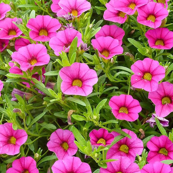 Mixed Calibrachoa Seeds, Vibrant Blooms for Stunning Garden Displays - Image 6