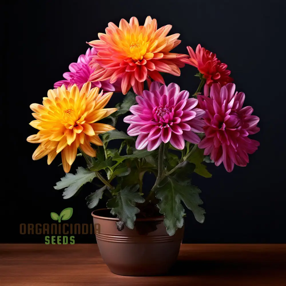 Mixed Chrysanthemum Flower Seeds, Cultivate a Colorful and Elegant Garden with Premium Chrysanthemum Seeds for Planting and Gardening
