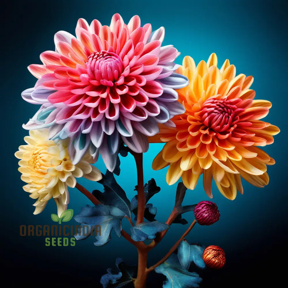 Mixed Chrysanthemum Flower Seeds, Cultivate a Colorful and Elegant Garden with Premium Chrysanthemum Seeds for Planting and Gardening - Image 3