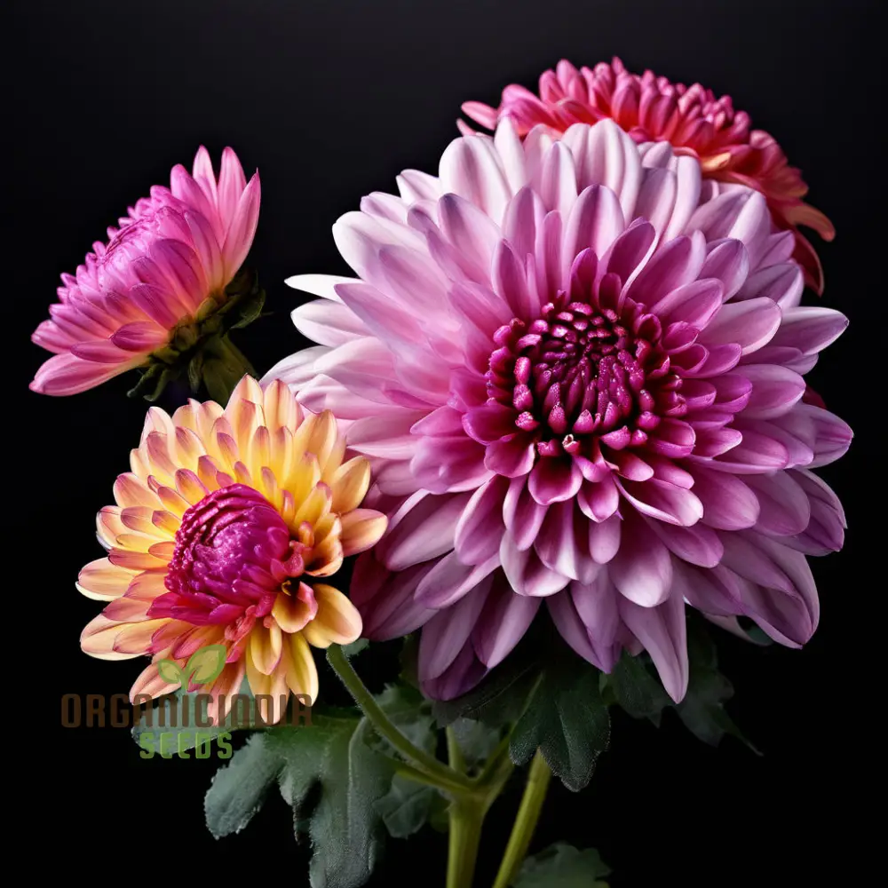 Mixed Chrysanthemum Flower Seeds, Cultivate a Colorful and Elegant Garden with Premium Chrysanthemum Seeds for Planting and Gardening - Image 4