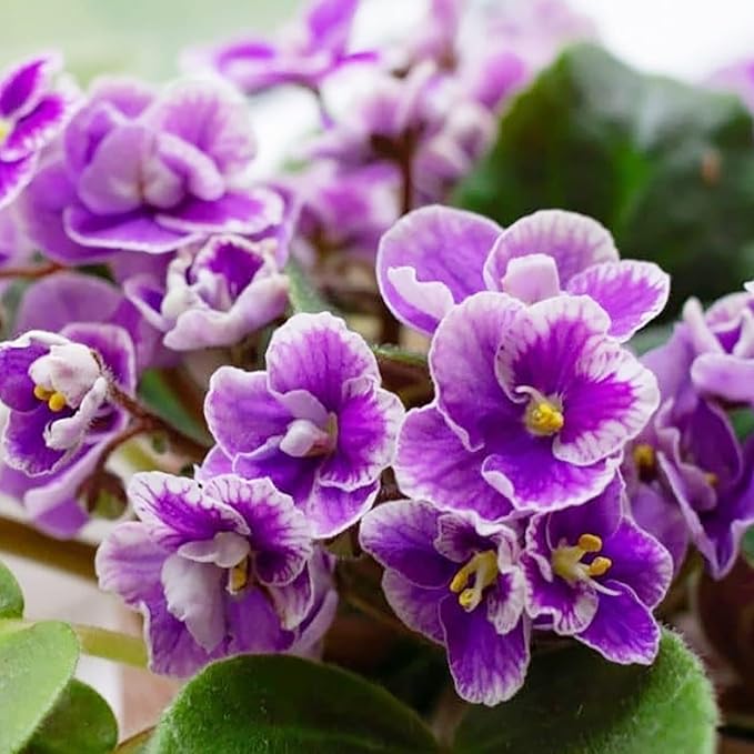 Mixed Color African Violet Seeds – Perennial Blooming Houseplant