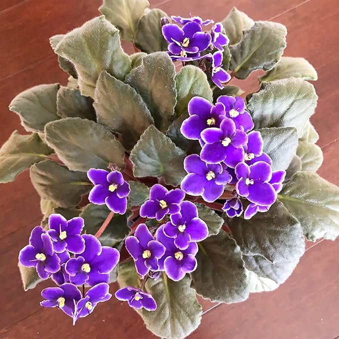 Mixed Color African Violet Seeds – Perennial Blooming Houseplant - Image 2
