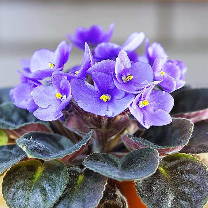 Mixed Color African Violet Seeds – Perennial Blooming Houseplant - Image 3
