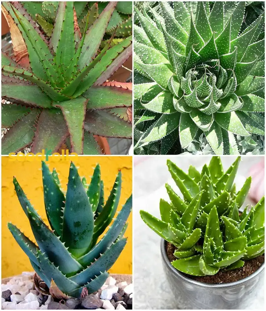 Mixed Color Aloe Vera Seeds for Planting - Grow Vibrant, Healing Aloe Vera in Your Garden