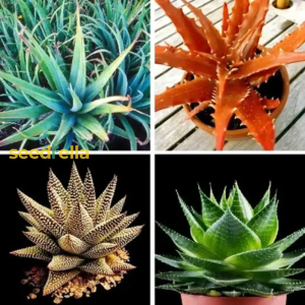 Mixed Color Aloe Vera Seeds for Planting - Grow Vibrant, Healing Aloe Vera in Your Garden - Image 2