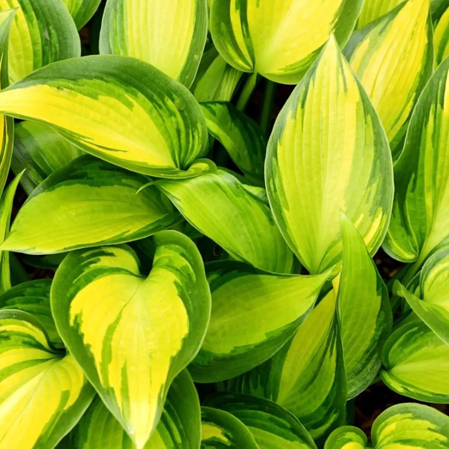 Hosta Seeds (Mixed Color Hosta Seeds) - Easy-Care Perennial for Pots and Gardens - Image 3
