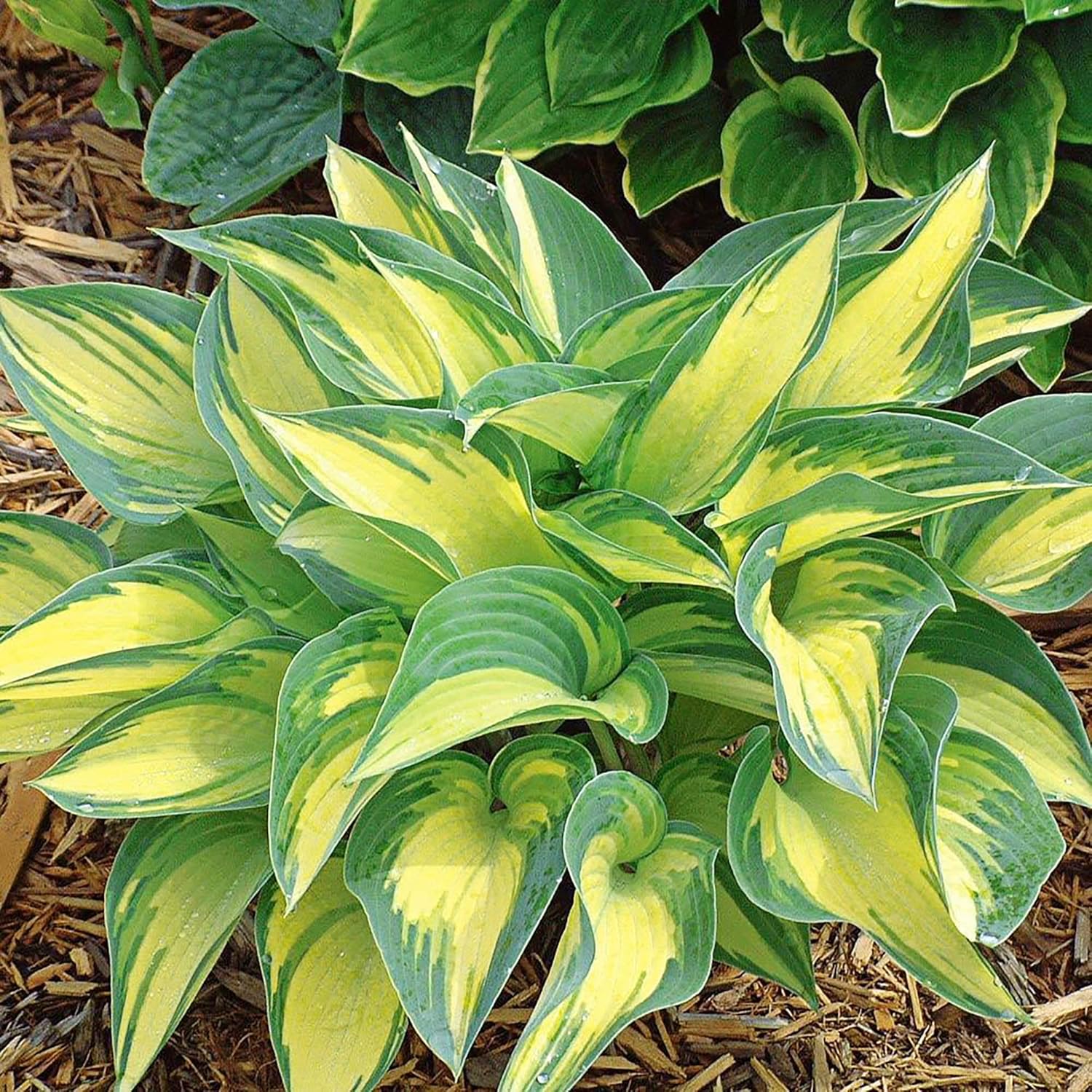 Hosta Seeds (Mixed Color Hosta Seeds) - Easy-Care Perennial for Pots and Gardens - Image 4