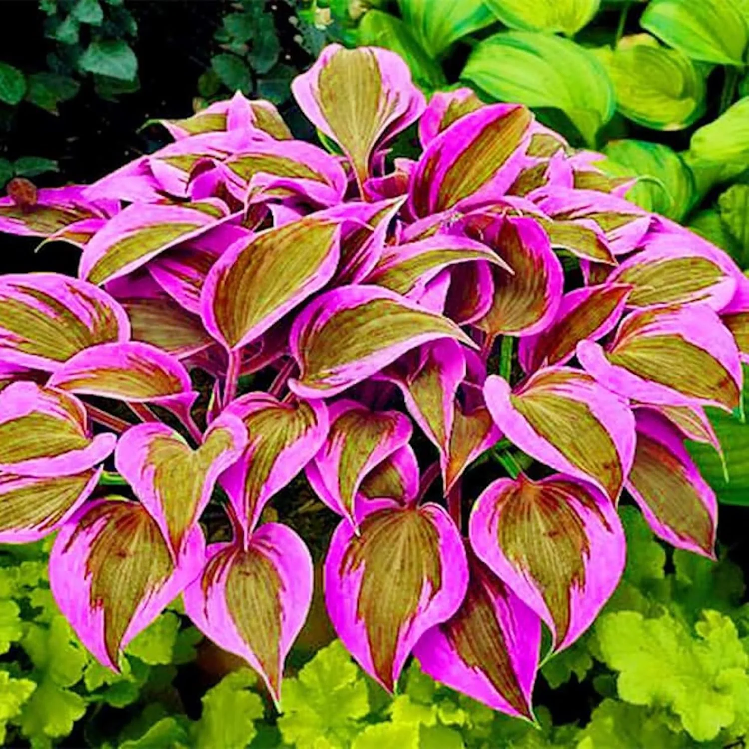 Hosta Seeds (Mixed Color Hosta Seeds) - Easy-Care Perennial for Pots and Gardens - Image 5