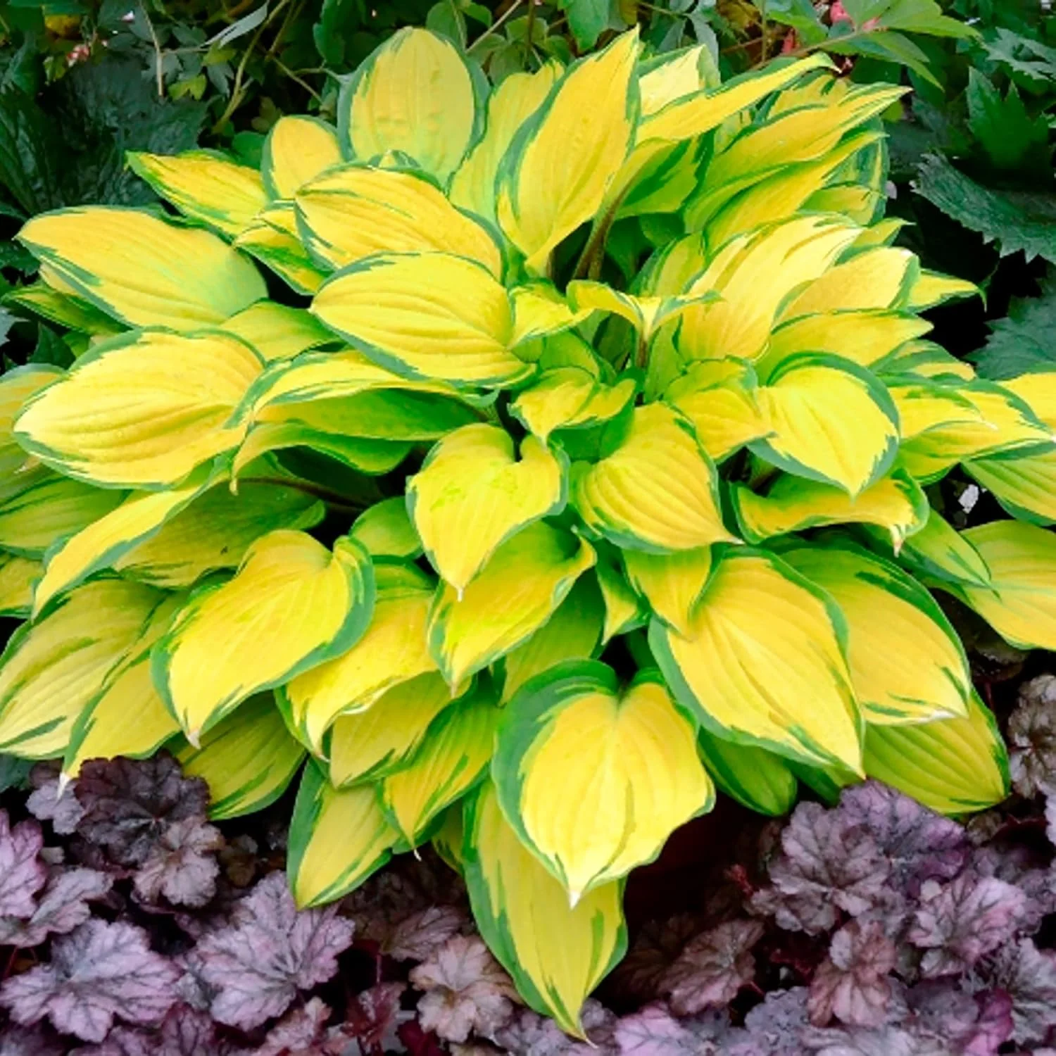 Hosta Seeds (Mixed Color Hosta Seeds) - Easy-Care Perennial for Pots and Gardens - Image 6