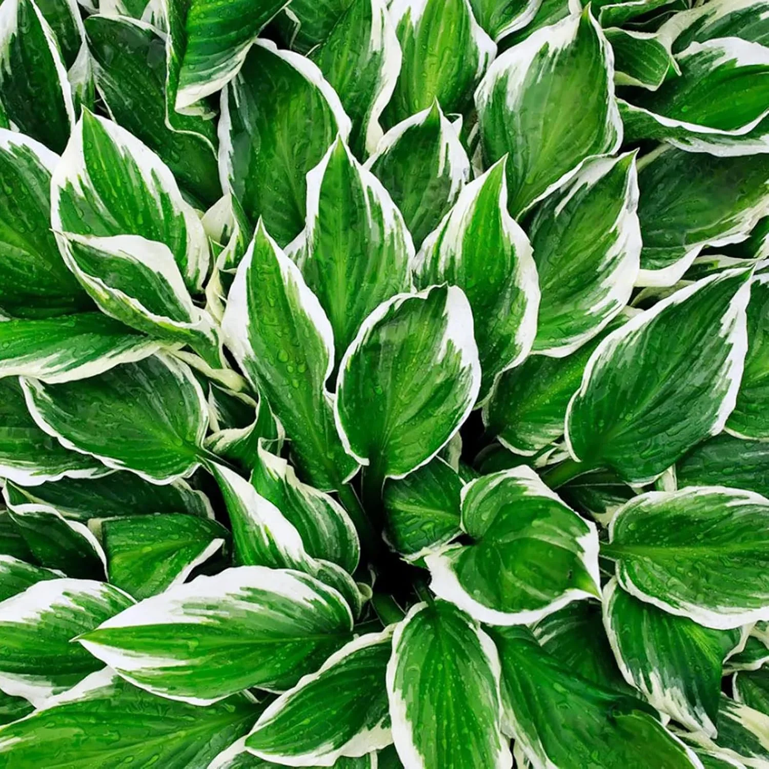 Hosta Seeds (Mixed Color Hosta Seeds) - Easy-Care Perennial for Pots and Gardens - Image 7