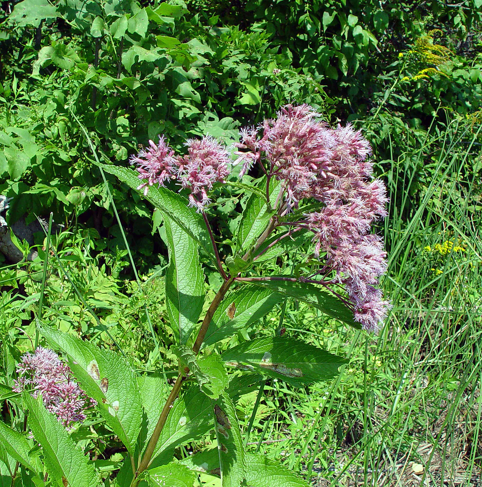 Mixed Colors Joe Pye Weed (Eupatorium Maculatum) Flower Seeds for Planting - Image 3