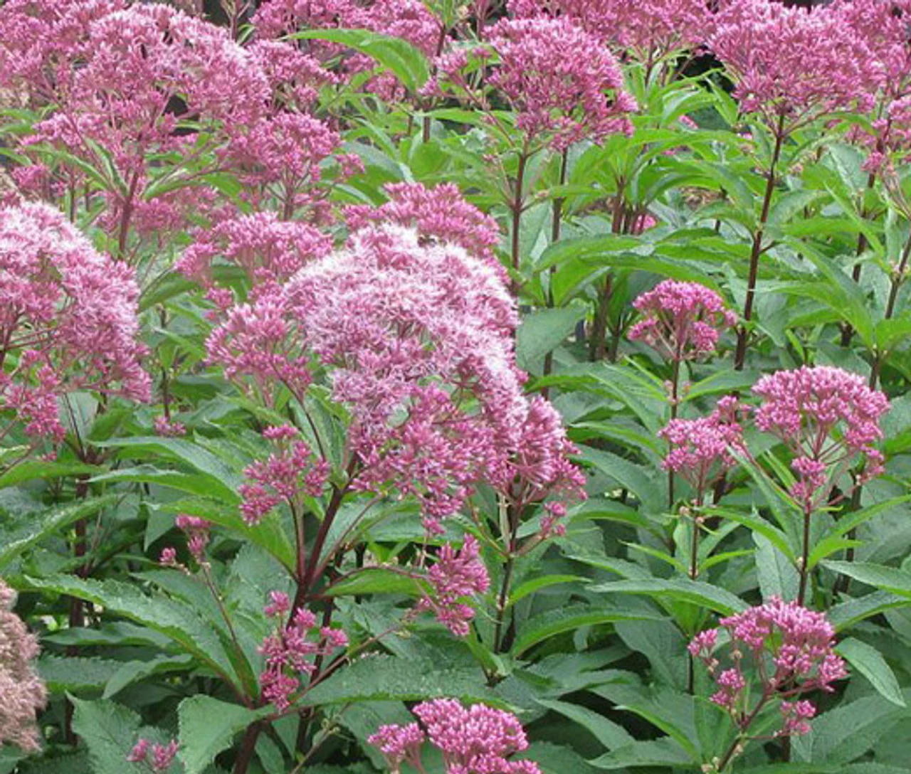 Mixed Colors Joe Pye Weed (Eupatorium Maculatum) Flower Seeds for Planting - Image 4