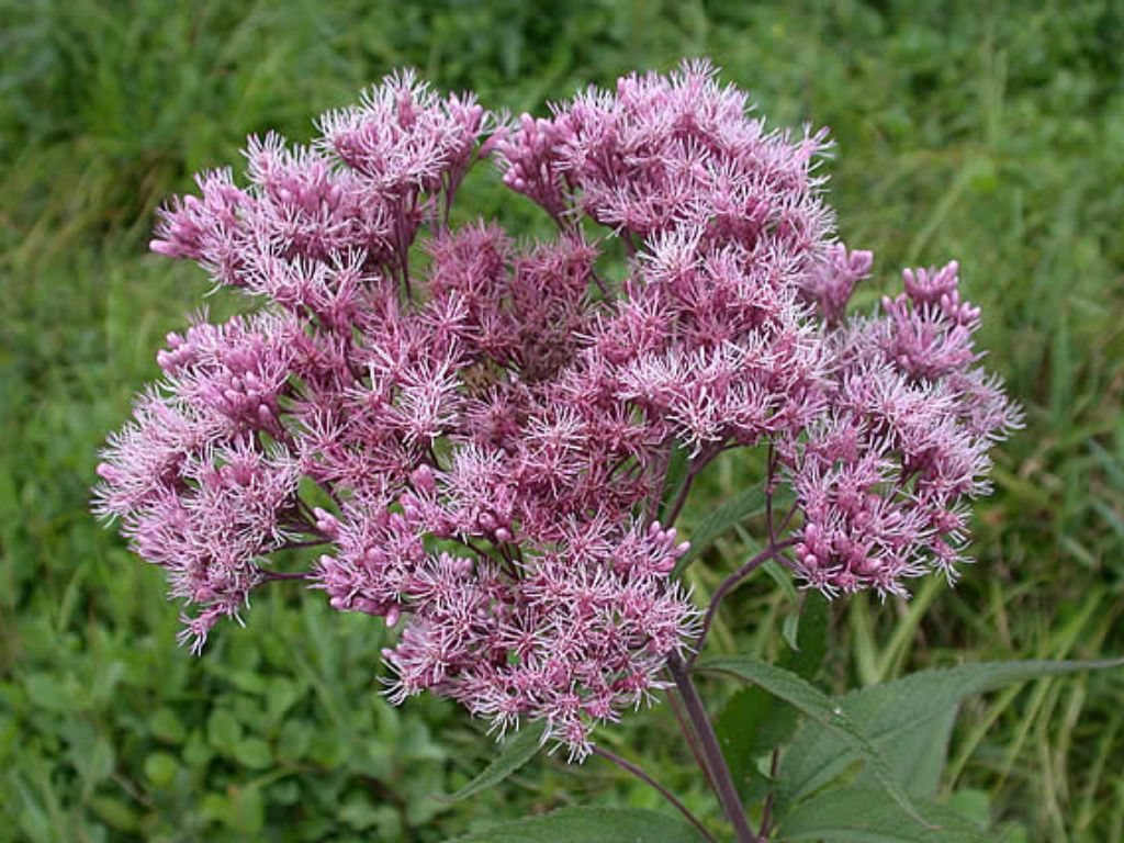 Mixed Colors Joe Pye Weed (Eupatorium Maculatum) Flower Seeds for Planting - Image 5