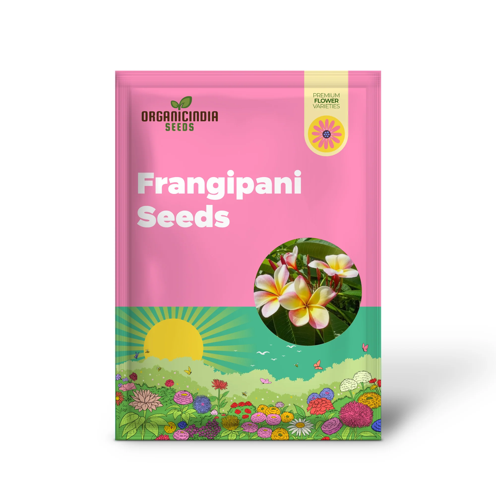 Mixed Colors Plumeria Rubra Frangipani Seeds - 25 Pieces - Image 2