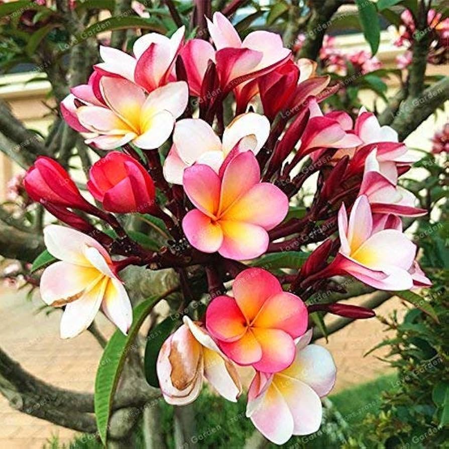Mixed Colors Plumeria Rubra Frangipani Seeds - 25 Pieces - Image 3