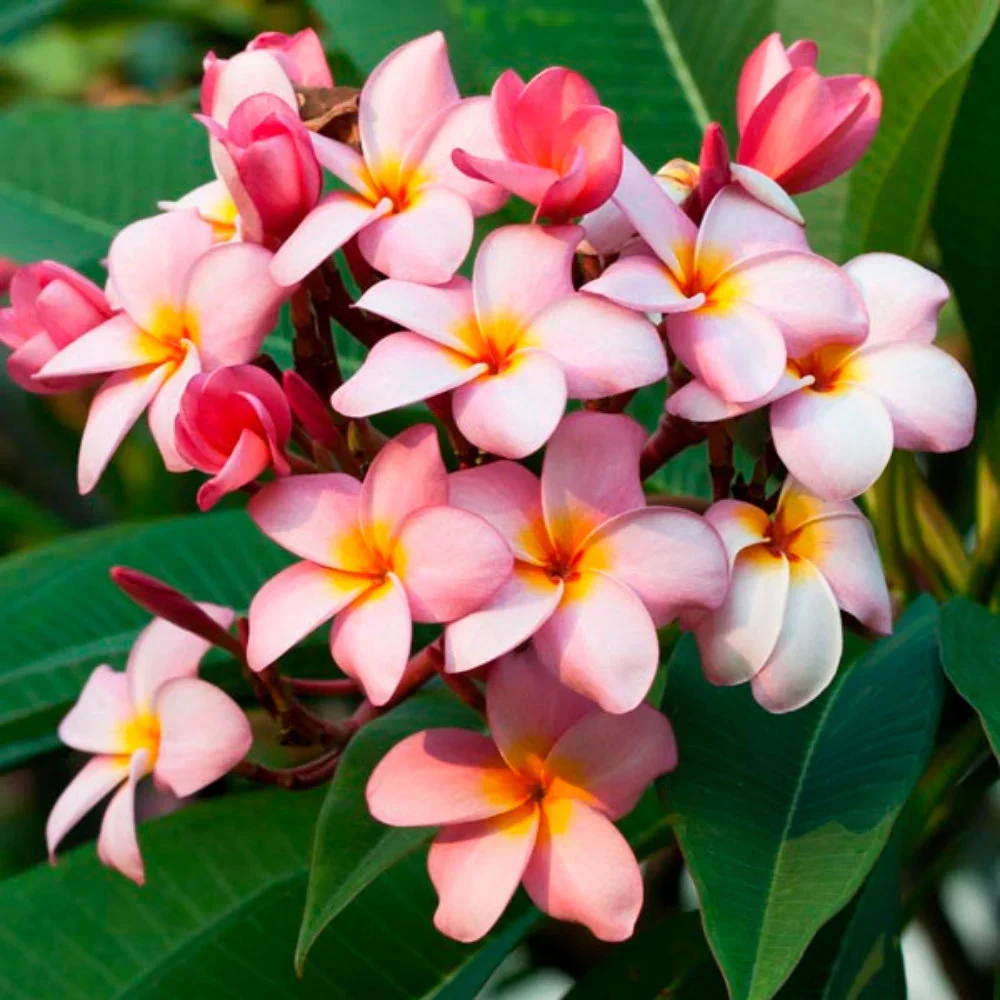 Mixed Colors Plumeria Rubra Frangipani Seeds - 25 Pieces - Image 4