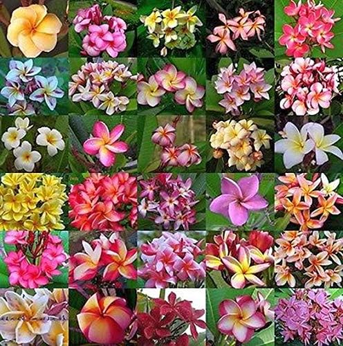 Mixed Colors Plumeria Rubra Frangipani Seeds - 25 Pieces - Image 5
