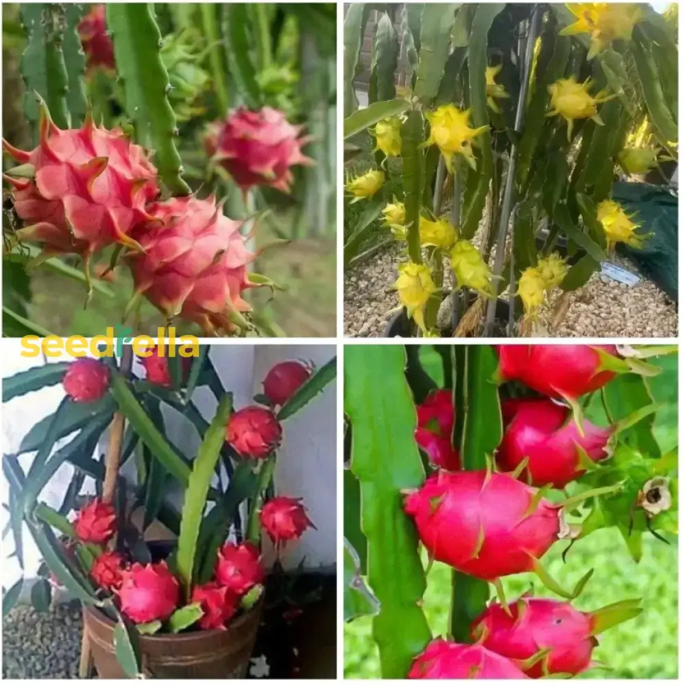 Mixed Colour Pitaya Fruit Seeds for Easy Planting - Grow Sweet, Exotic Dragon Fruit at Home