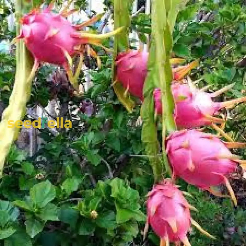 Mixed Colour Pitaya Fruit Seeds for Easy Planting - Grow Sweet, Exotic Dragon Fruit at Home - Image 3