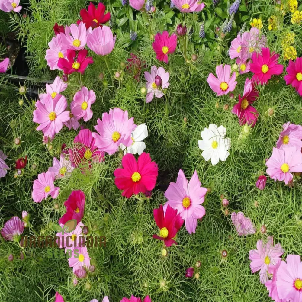 Mixed Flower Seeds for Gardening Enthusiasts Shells Brand Enhance Your Garden with a Burst of Vibrant Colors - Image 3