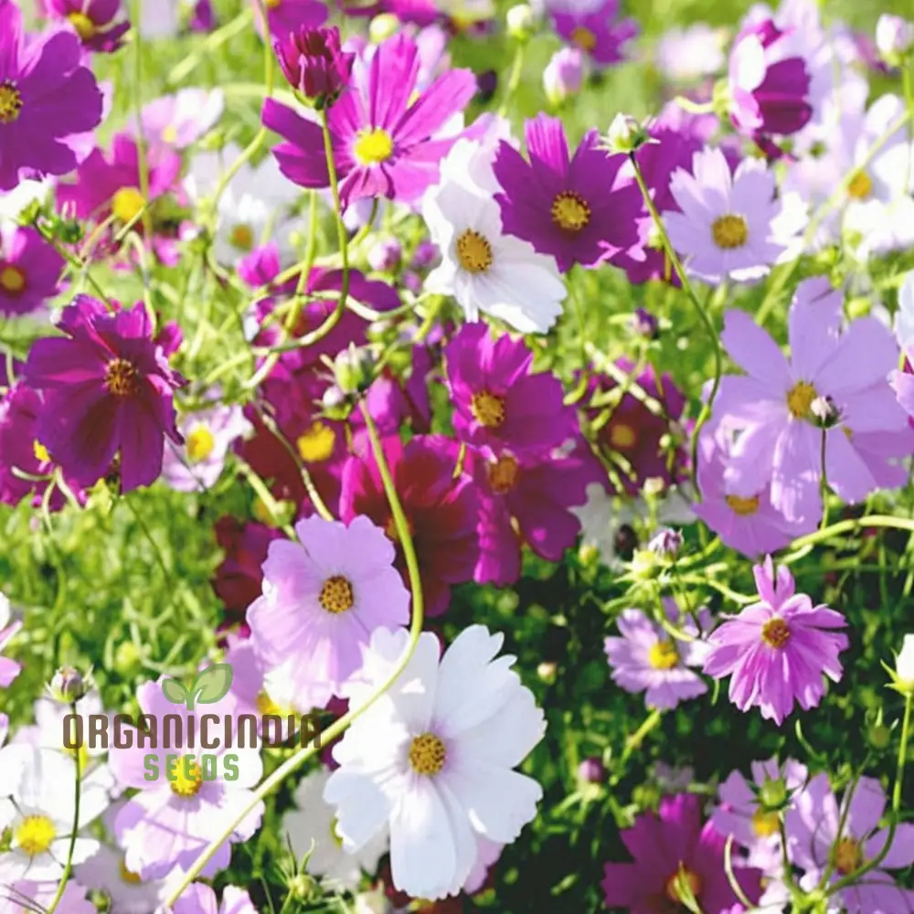 Mixed Flower Seeds for Gardening Enthusiasts Shells Brand Enhance Your Garden with a Burst of Vibrant Colors - Image 4