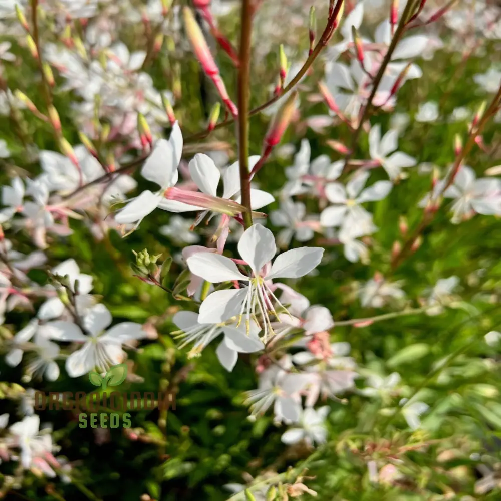 Mixed Gaura Lindheimeri Seeds - Elegant Blooms for Graceful Garden Beauty