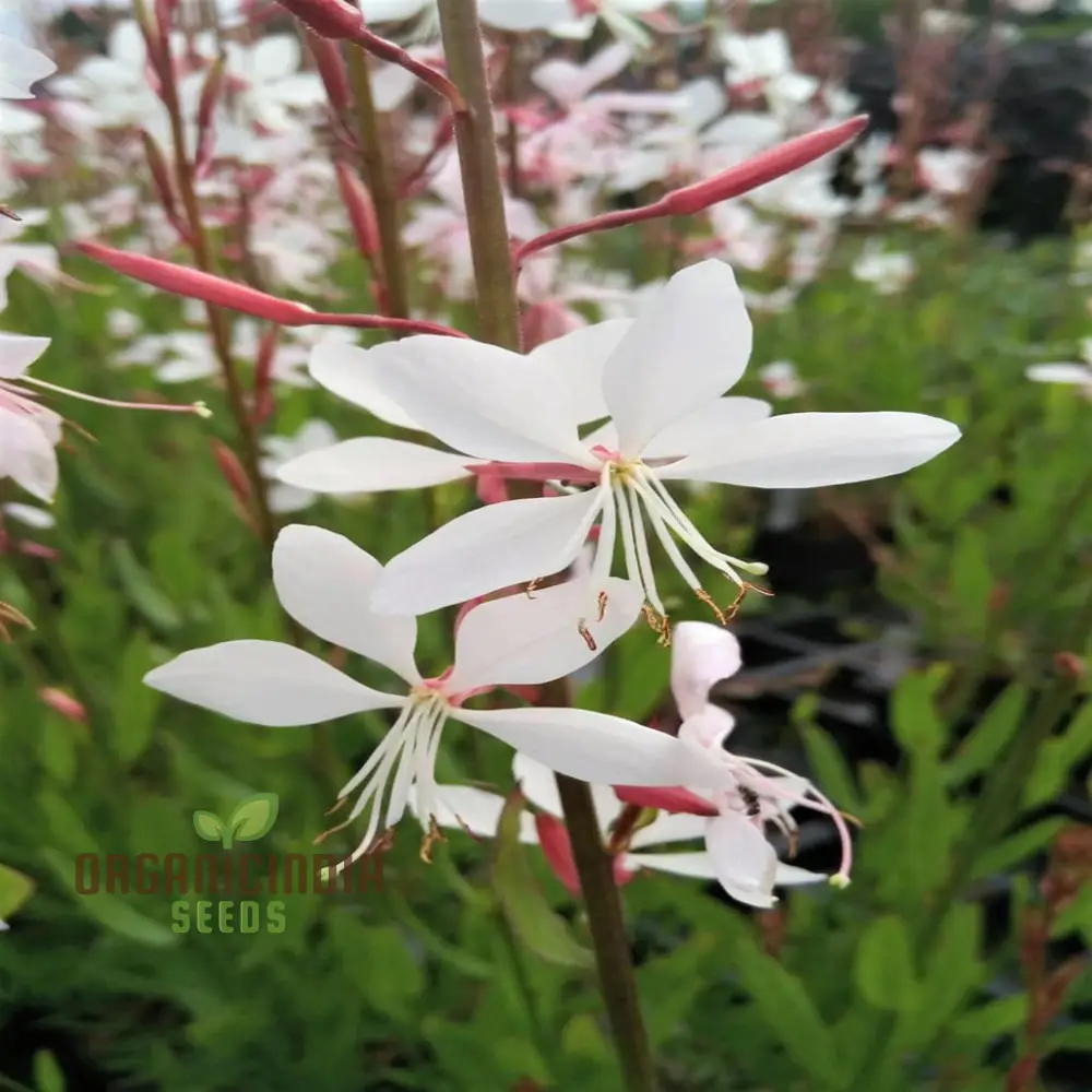 Mixed Gaura Lindheimeri Seeds - Elegant Blooms for Graceful Garden Beauty - Image 3