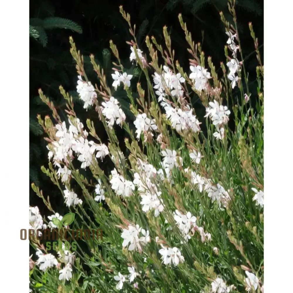 Mixed Gaura Lindheimeri Seeds - Elegant Blooms for Graceful Garden Beauty - Image 4