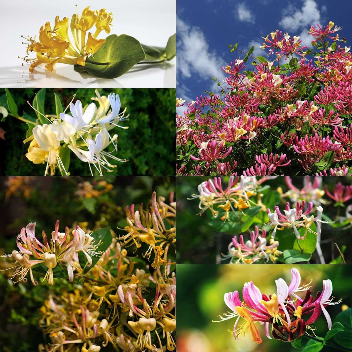 Mixed Honeysuckle Seeds Fragrant Cloud And Major Wheeler Honeysuckle Vine