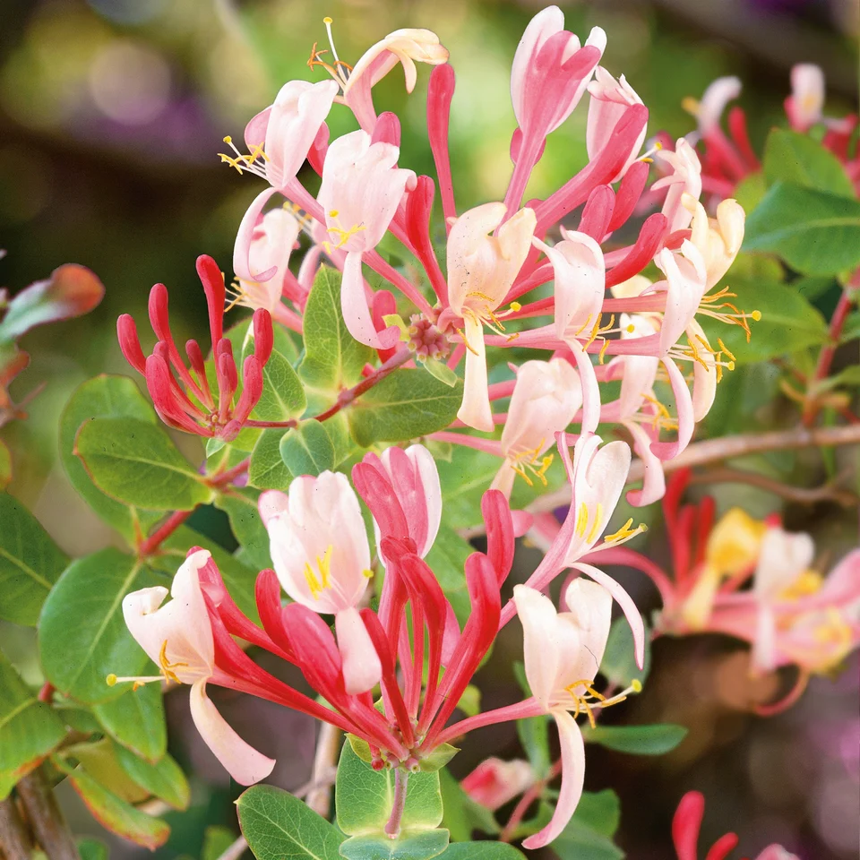 Mixed Honeysuckle Seeds Fragrant Cloud And Major Wheeler Honeysuckle Vine - Image 5