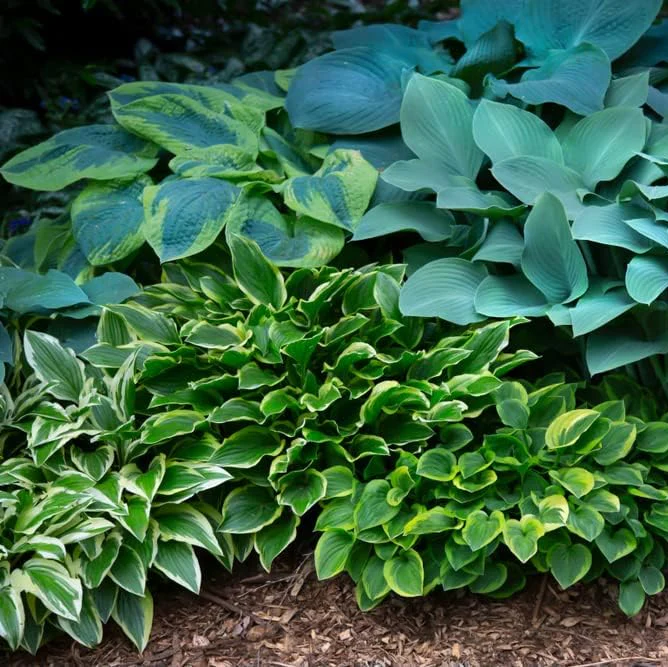 Mixed Hosta Perennials, Hardy Bare Root Shade Plants for Lush Gardens - Image 3