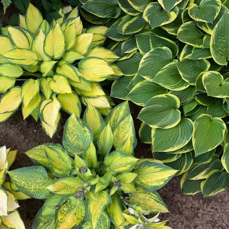 Mixed Hosta Perennials, Hardy Bare Root Shade Plants for Lush Gardens - Image 4