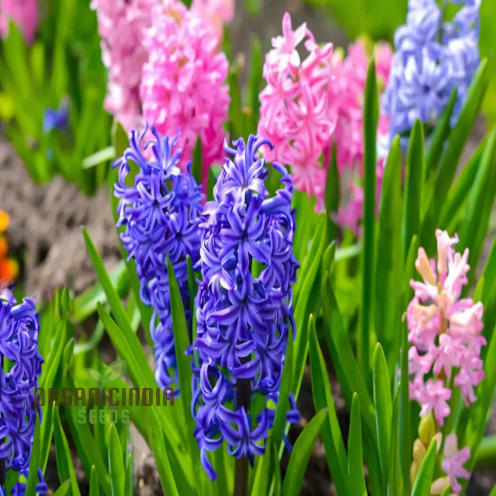 Mixed Hyacinth Bulbs For Planting ( 3 Bulbs for Planting) - Image 3