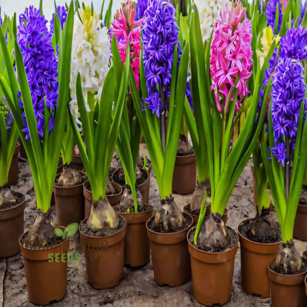 Mixed Hyacinth Bulbs For Planting ( 3 Bulbs for Planting) - Image 4