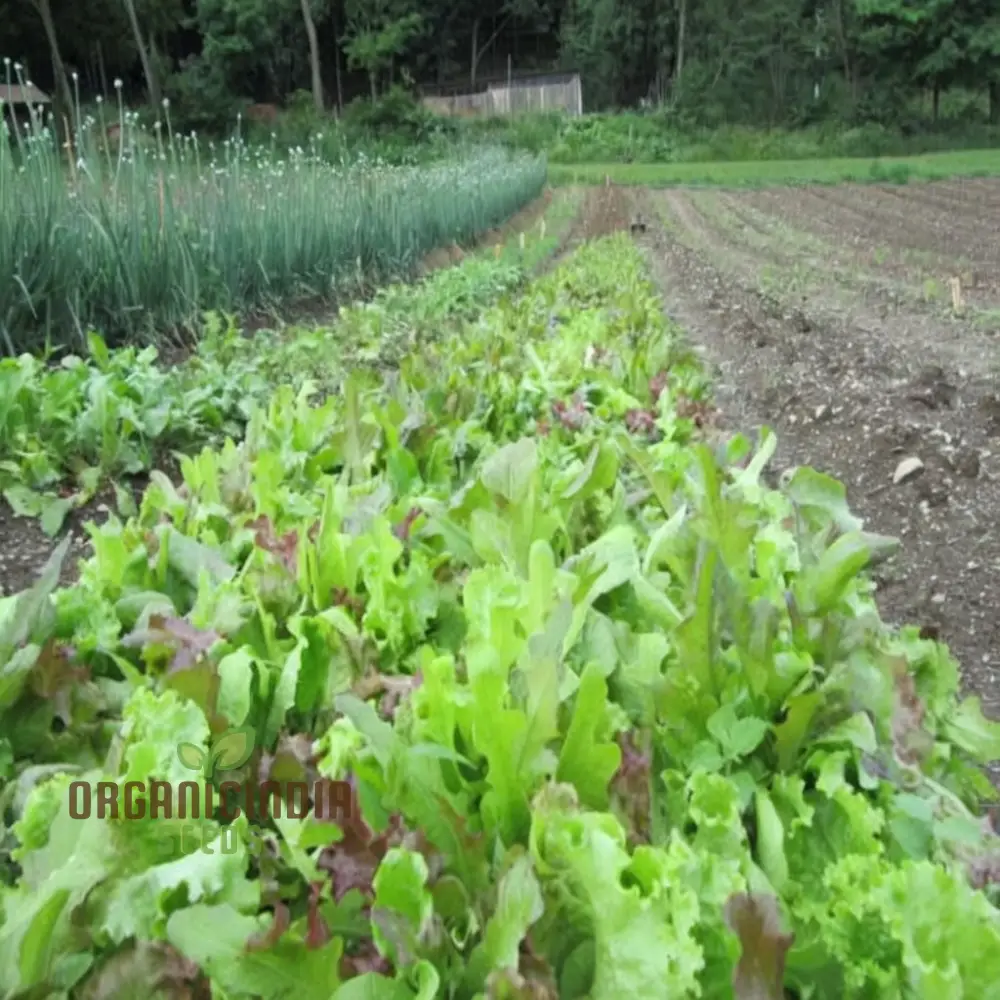 Mixed Leaf Mesclun Lettuce Seeds for Gardening and Planting - Image 4
