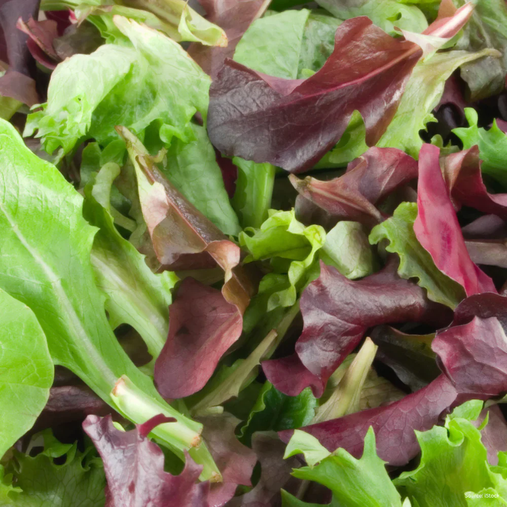Mixed Leaf Mesclun Lettuce Seeds for Gardening and Planting - Image 5