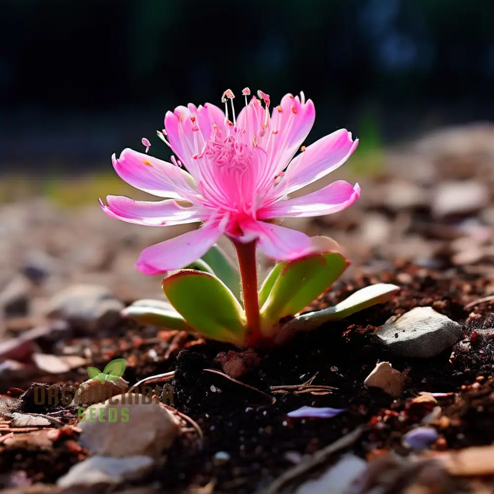 Mixed Lewisia Flower Seeds, High-Quality Flower Seeds for Planting and Gardening - Cultivate a Colorful and Vibrant Garden - Image 3