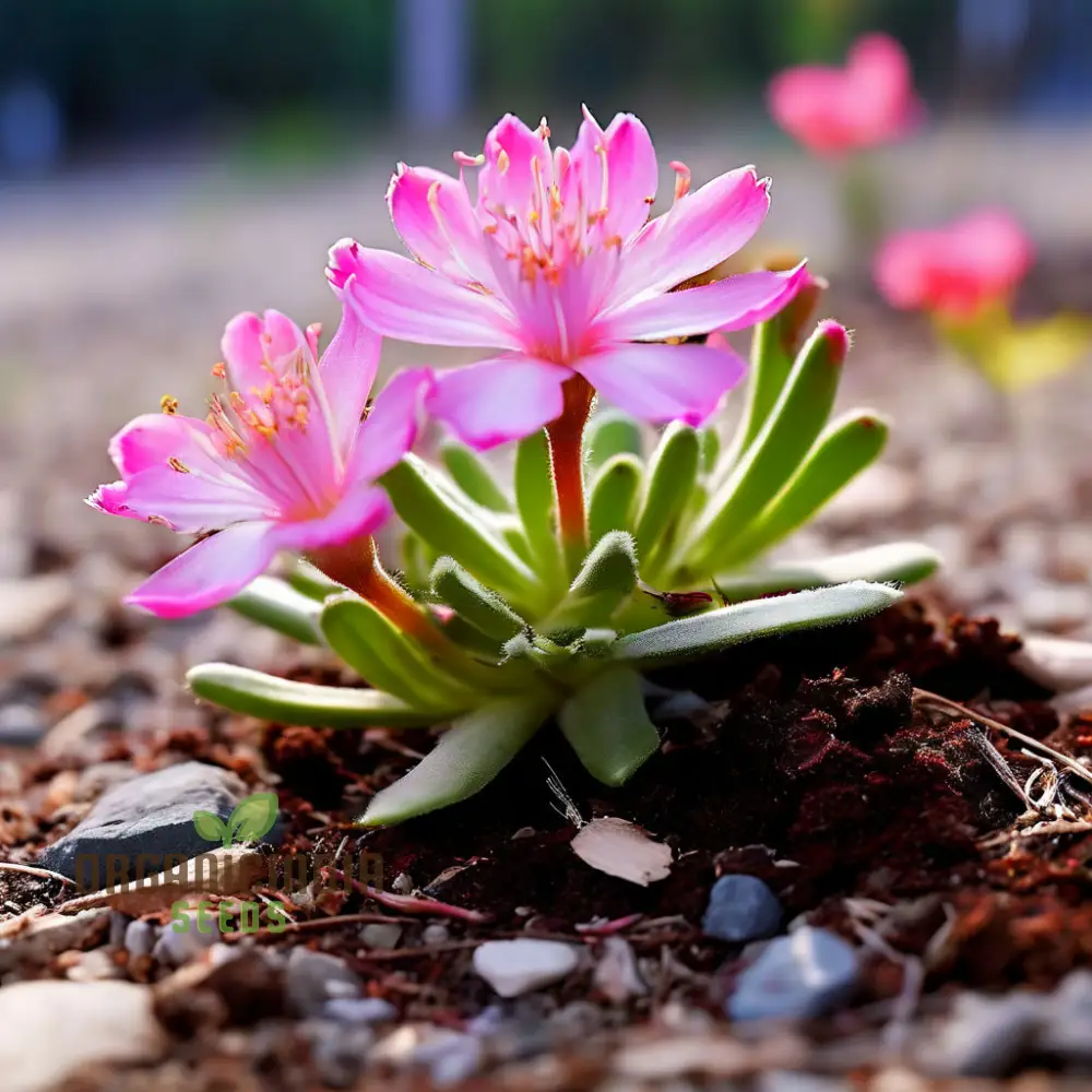 Mixed Lewisia Flower Seeds, High-Quality Flower Seeds for Planting and Gardening - Cultivate a Colorful and Vibrant Garden - Image 4