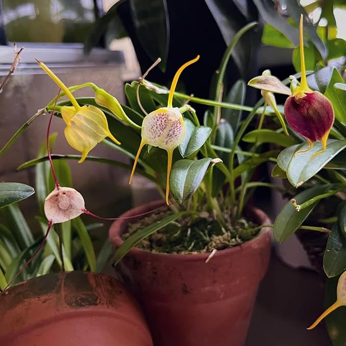 Mixed Monkey Orchid Flower Seeds For Planting - Image 3