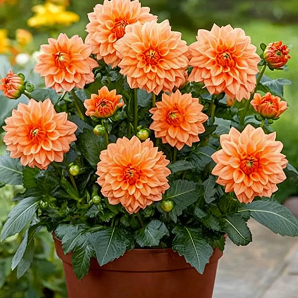Mixed Orange and Red Dahlia Flower Seeds - Image 3