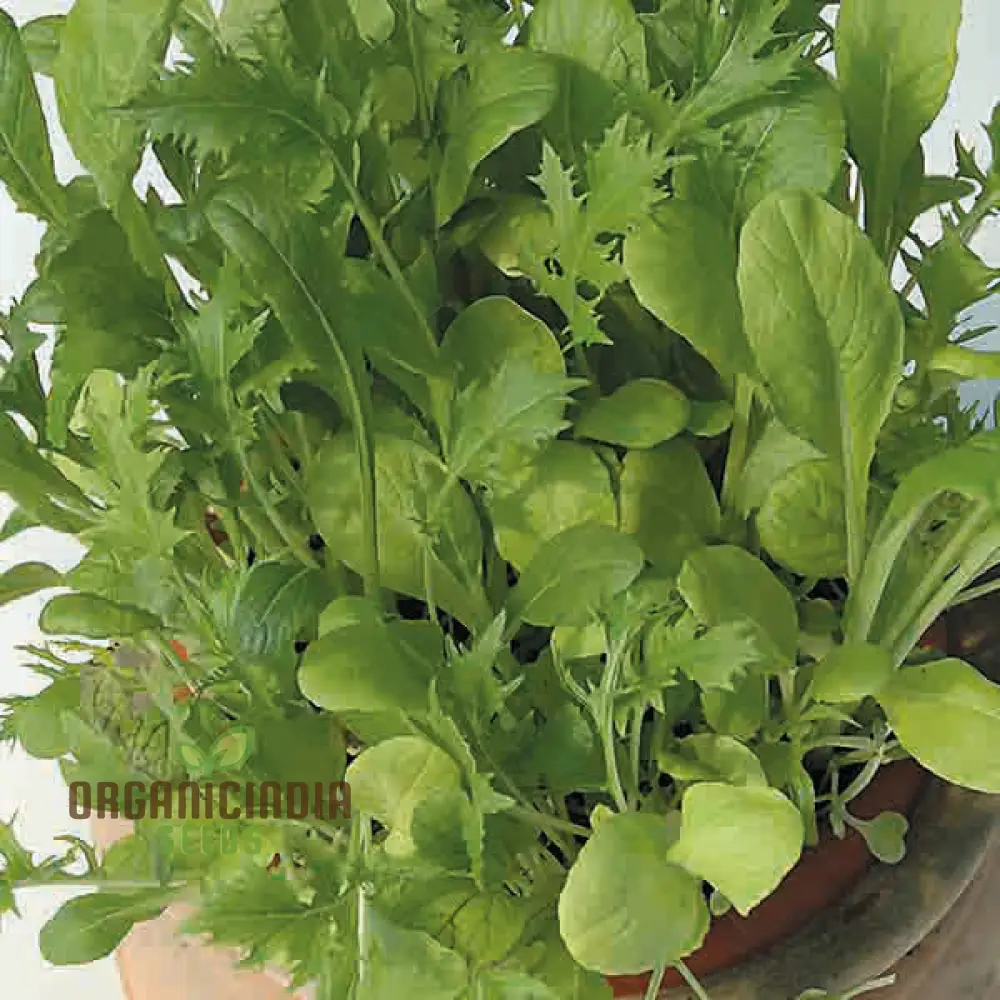 Mixed Oriental Leaves Vegetable Seeds for Planting, Premium Quality Seeds for Successful Gardening - Image 4