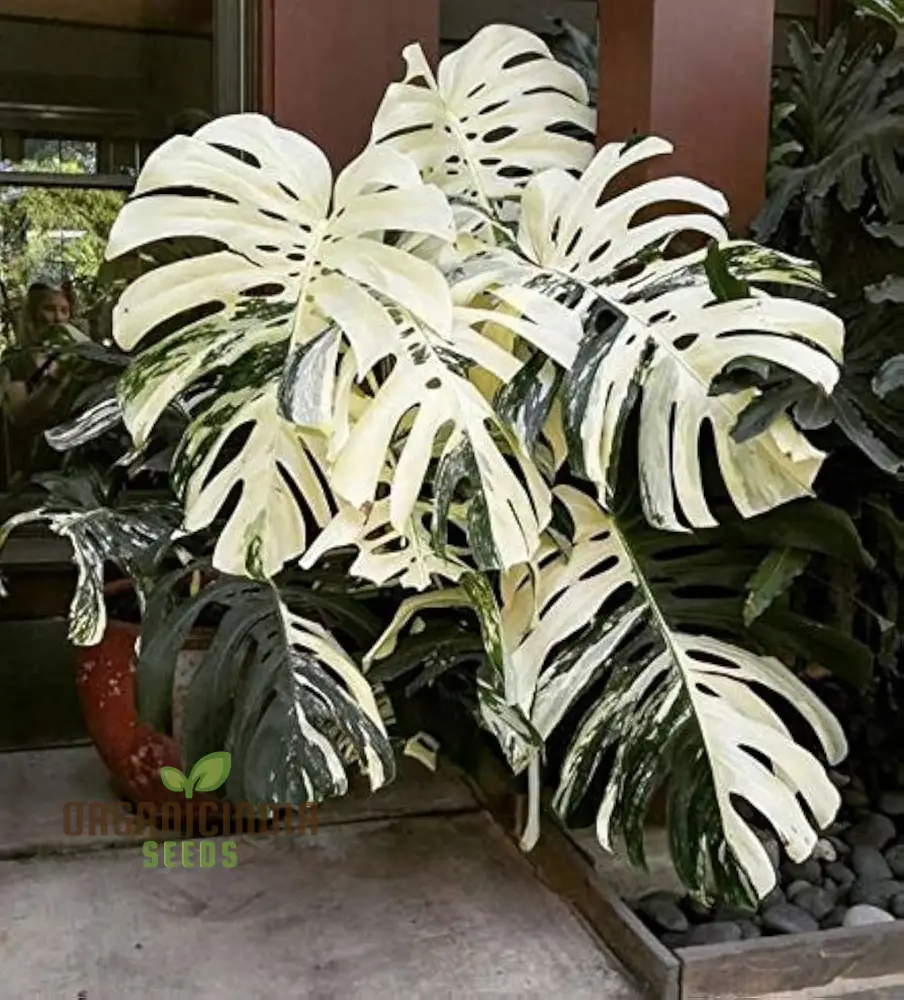 Mixed Palm & Monstera Seeds