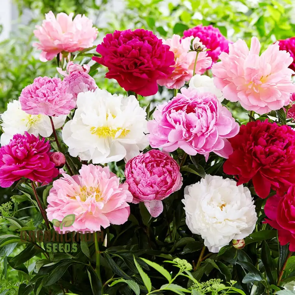 Mixed Peony Bulbs, Value Bag - Freshly Dug Peony Flower Bulbs (3 Bulbs for Planting)