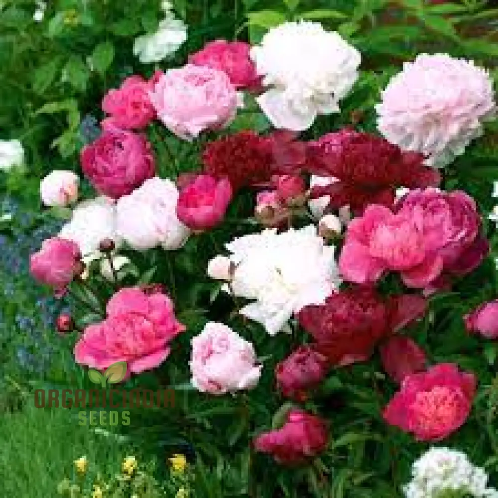 Mixed Peony Bulbs, Value Bag - Freshly Dug Peony Flower Bulbs (3 Bulbs for Planting) - Image 3