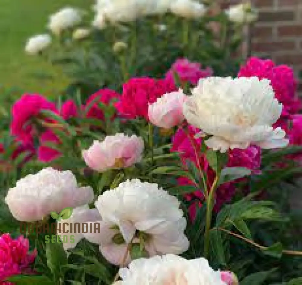 Mixed Peony Bulbs, Value Bag - Freshly Dug Peony Flower Bulbs (3 Bulbs for Planting) - Image 4