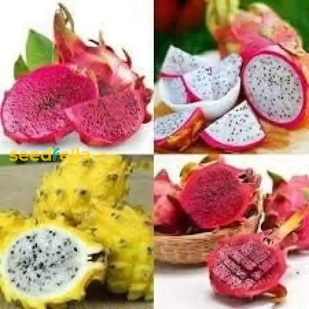 Mixed Pitaya Fruit Seeds for Easy Planting - Grow Sweet, Colorful Dragon Fruits at Home - Image 3