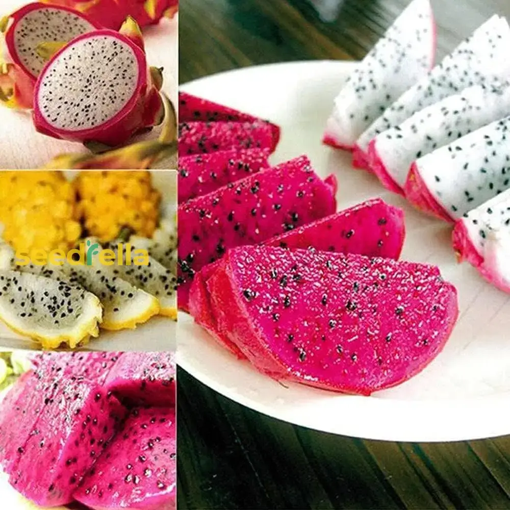 Mixed Pitaya Fruit Seeds for Easy Planting - Grow Sweet, Colorful Dragon Fruits at Home - Image 4