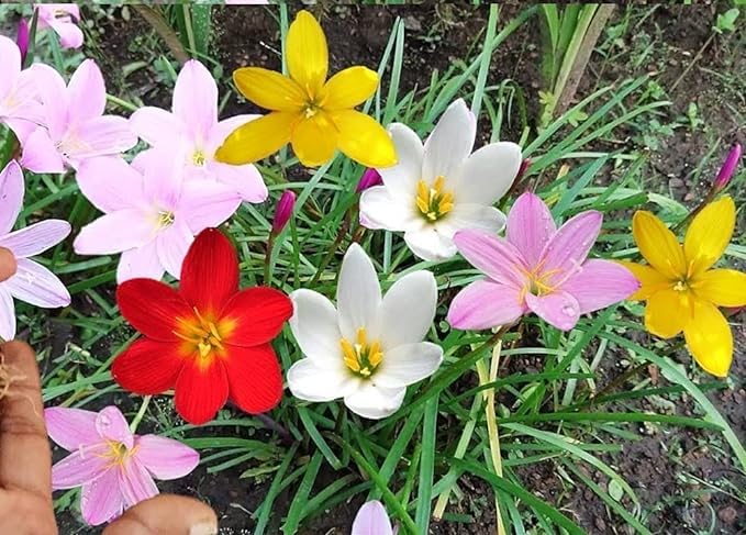 Rain Lily Seeds (Mixed Rain Lily Flower Seeds) - Colorful Blooms for Easy Garden Planting