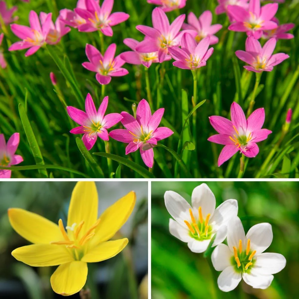 Rain Lily Seeds (Mixed Rain Lily Flower Seeds) - Colorful Blooms for Easy Garden Planting - Image 3